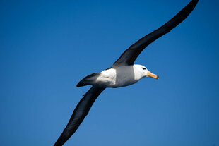 Black Browed Albatross