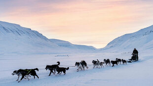 Winter Dog Sledding