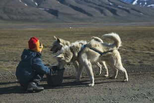 Dog Sledding, Svalbard