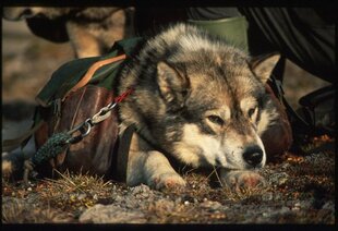 Dog Sledding in Svalbard