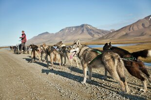 Dog Sledding on Wheels