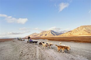 Dog Sledding on Wheels