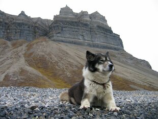 Arctic Dog, Svalbard