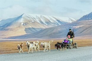 Summer Dog Sledding on Wheels