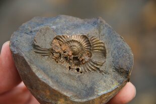 Svalbard Fossil