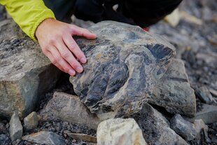 In Search of Svalbard Fossils