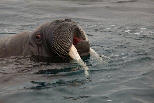 Borebukta Walrus Safari