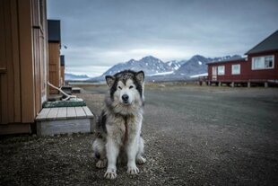 Husky in Ny-Alesund