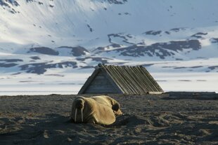 Walrus, Isfjorden, Svalbard