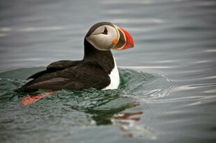 Puffin, Isfjorden, Svalbard