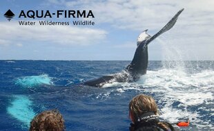 Aqua-Firma-humpback-whale-tail.jpg