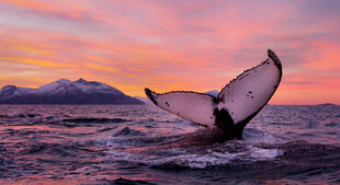 Humpback-whale-tail-Arctic-Norway.jpg