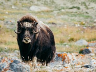 Musk Ox in West Greenland