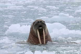 Walrus in the Northwest Passage