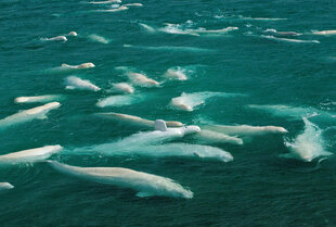 Beluga Whales in Cunningham Inlet, Northwest Passage