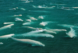 Beluga Whales in Cunningham Inlet, Northwest Passage