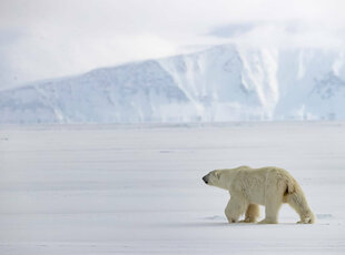 Polar Bear in the Northwest Passage