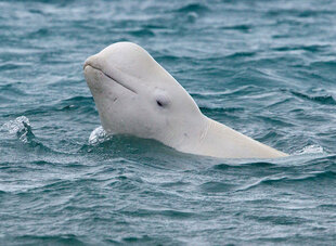 Beluga Whale in Cunningham Inlet, Northwest Passage