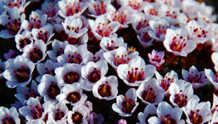 Wild Flowers, Svalbard