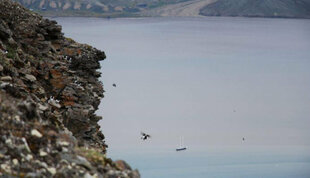 Bird Cliffs, Svalbard