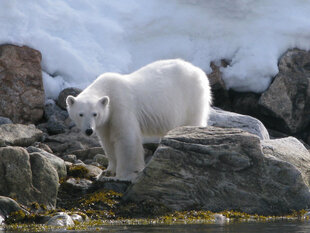 Polar Bear in Spitsbergen