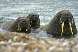 Walrus in Spitsbergen