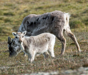 Svalbard Reindeer