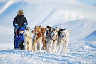 Dogsledding in Spitsbergen