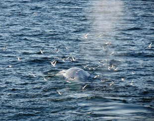 Blue Whale in Spitsbergen