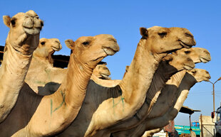 Egyptian camels