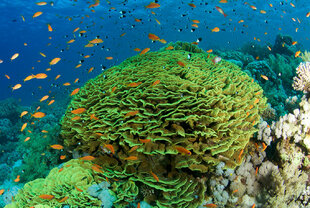 Red Sea coral reef