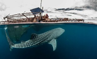 Whale Shark at Indonesian fishing platform