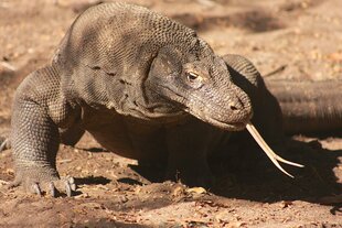 Komodo Dragon on Rinca Island