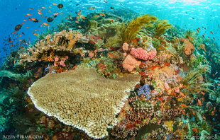 The Spectacular Coral Reefs of Komodo - photo: Dr Simon Pierce