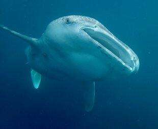 whale-shark-indonesia.jpg