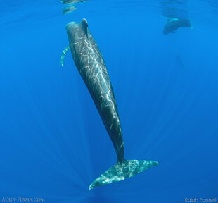 Pilot Whales require a particularly calm & gentle approach