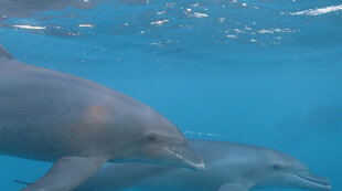 Snorkelling with Dolphins in the Red Sea