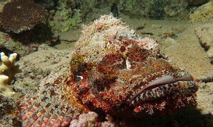 Diving in the Red Sea