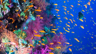 Red Sea coral reef