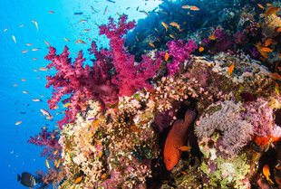 Red Sea coral reef