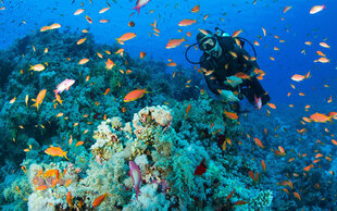 Scuba Diving in the Red Sea