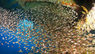 Diving in the Red Sea