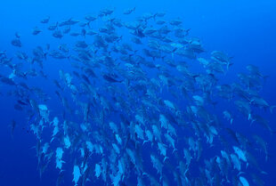 Diving in the Red Sea