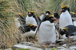 Macaroni Penguins in South Georgia