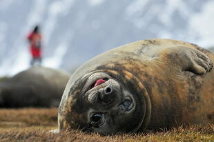 Elephant Seal in King Hakkon Bay, South Georgia