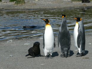 Fur Seal and King Penguins in Salisbury Plain