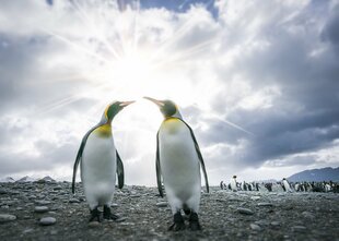 King Penguins in South Georgia