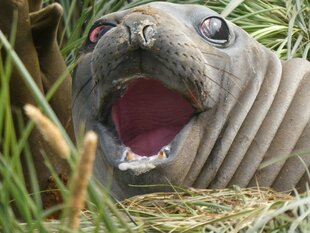 Elephant Seal in Goldharbour Bay