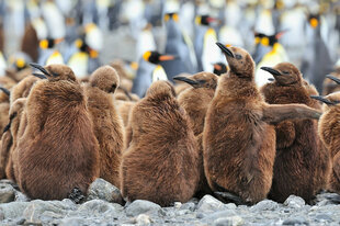 King Penguin Chicks in Fortuna Bay