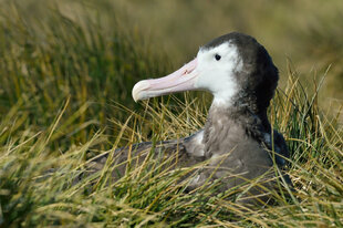 Wandering Albatross in Prion Island